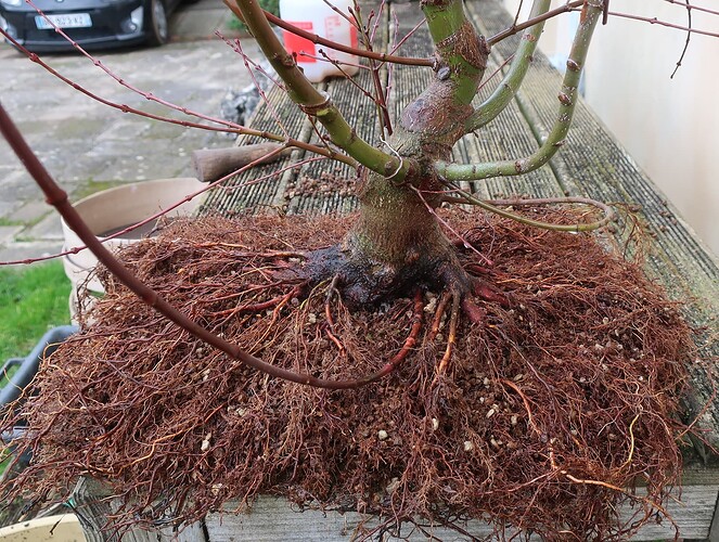 acer palmatum beni chidori 2025 02 21 (6)