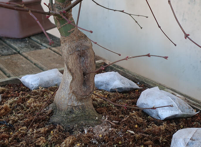 acer palmatum deshojo 2026 02 26 (2)