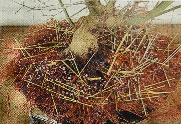 Ebihara peripheral roots4