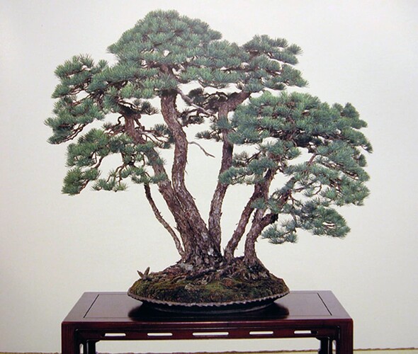 pinus pentaphylla77