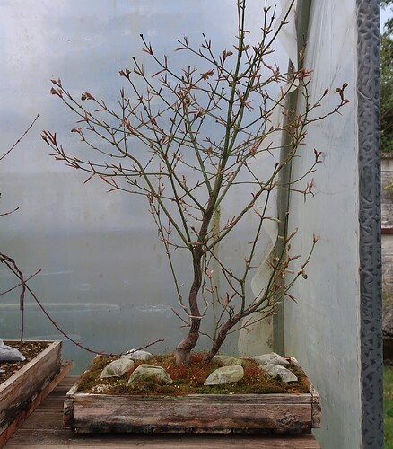 acer palmatum koto no ito 2025 03 21 (1)