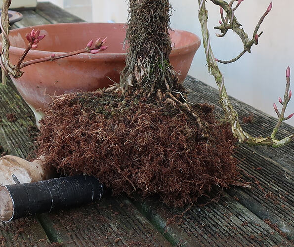 hydrangea petiolaris cordifolia 2024 02 15 (5)