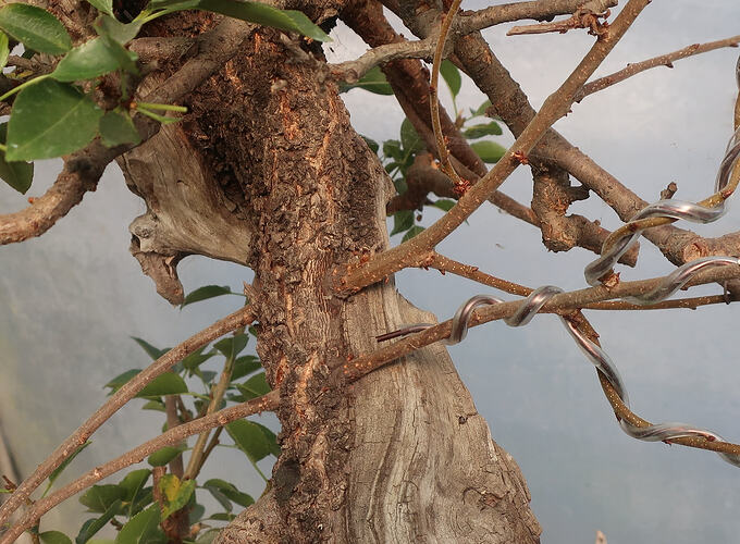 prunus mahaleb ikigai 2025 08 11 (2)