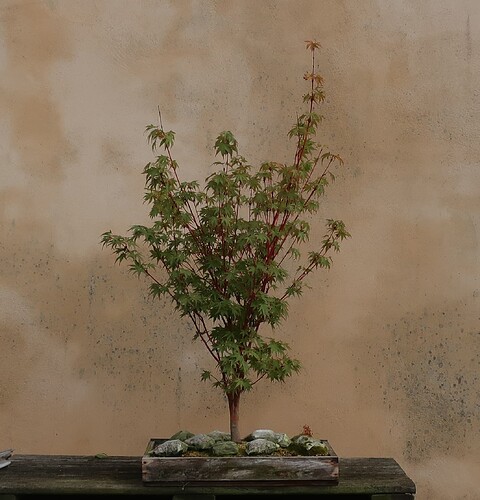 acer palmatum senkaki 2023 08 24