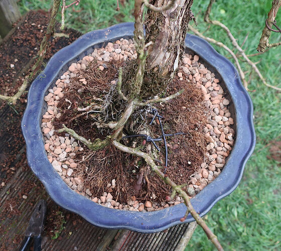 hydrangea petiolaris cordifolia 2026 02 11 (7)