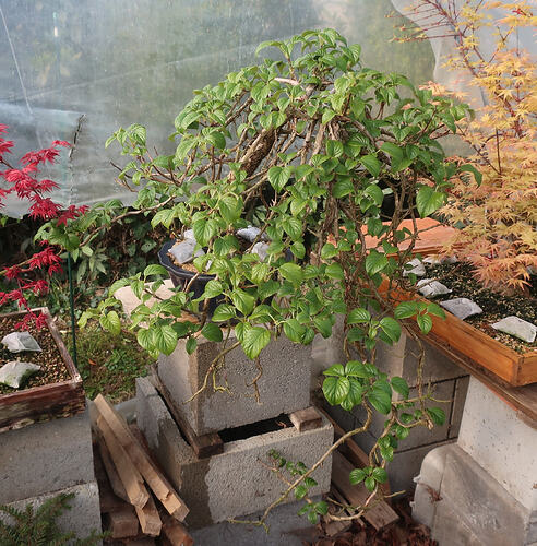 hydrangea petiolaris cordifolia 2026 03 30
