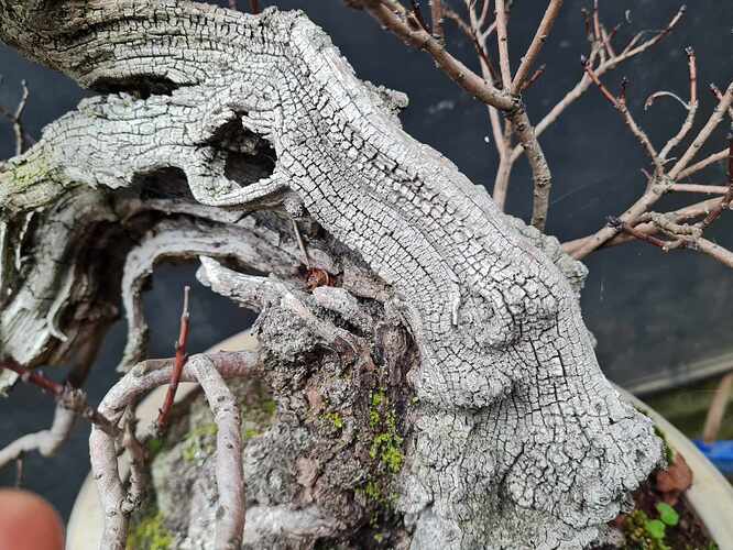 2024 11 18 Cotinus coggygria (4)