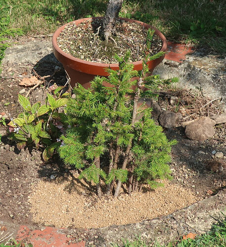 picea glehnii 2026 06 18 (7)