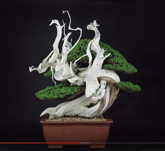 juniperus sargentii Fu-jin (top20 Wabi Channel)