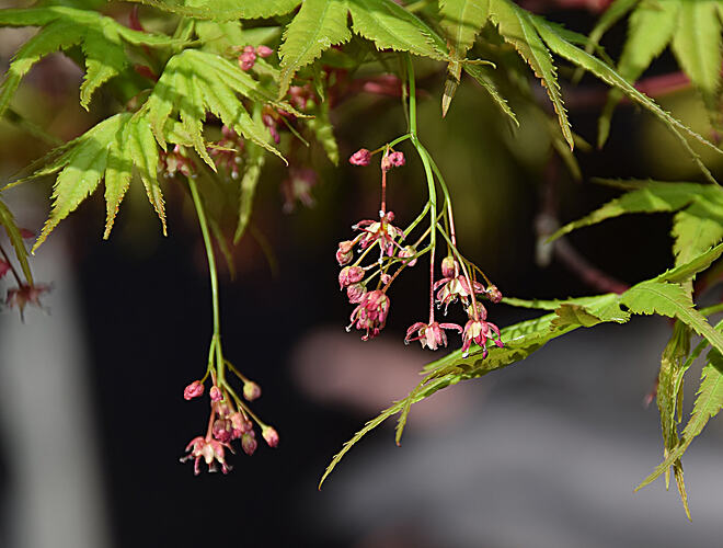 fleurs acer