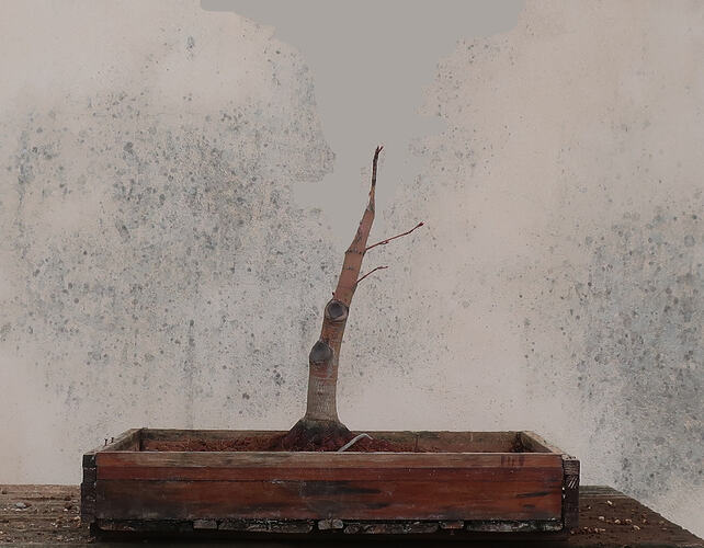 acer palmatum senkaki 2026 03 10 (10virt)