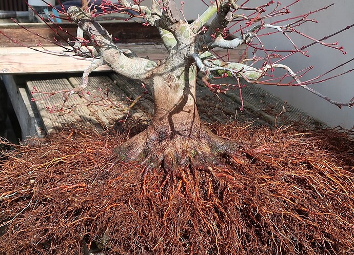 acer palmatum beni tsukasa 2023 03 16 (3)