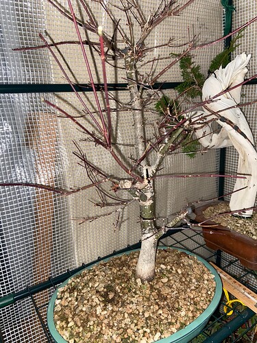 pre taille desho (2)