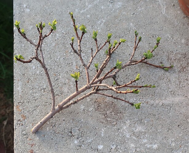 2025 04 05 Cotinus coggygria (2)
