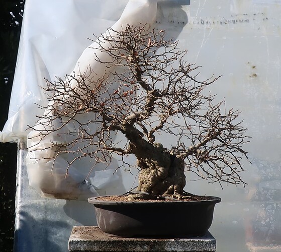 carpinus coreana 2025 03 13 (11)