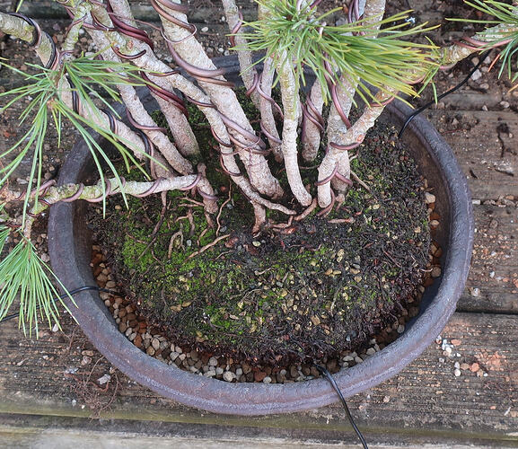 pin flexible 2026 03 04 (6)