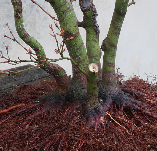 acer palmatum katsura 2026 02 10 (9)