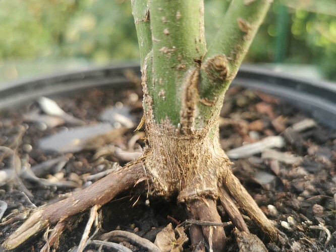 1762245861142131174759409303828