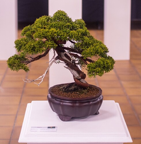 IMGP2981