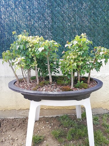 foret110