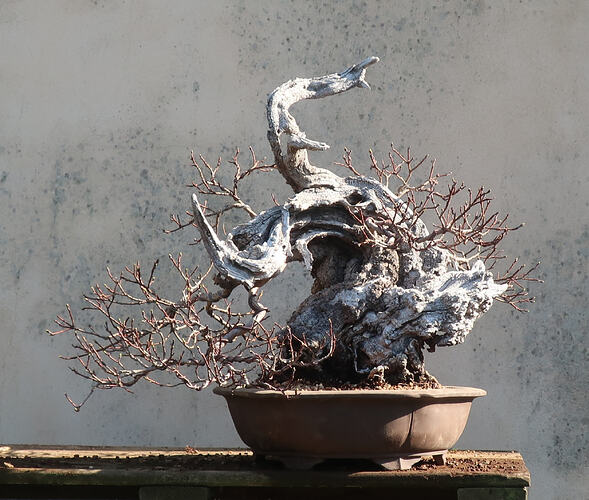 2026 03 03 Cotinus coggygria  (9)