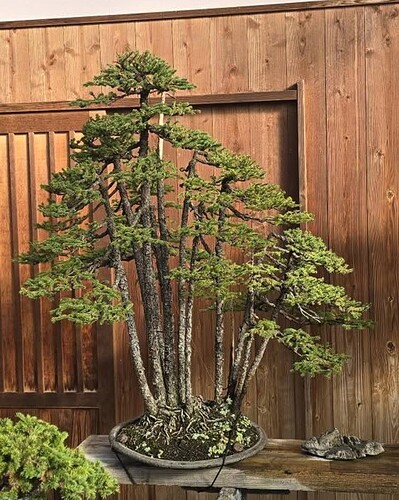 picea ezo suzuki
