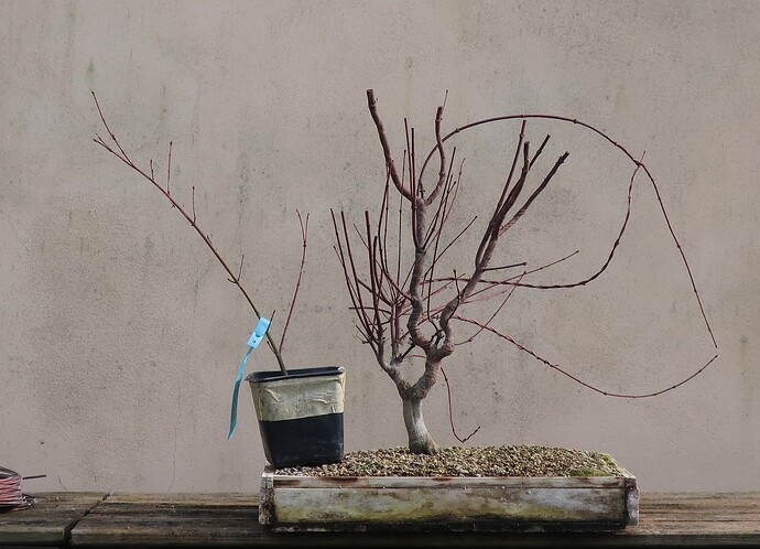 acer palmatum deshojo 2021 03 02 (1)
