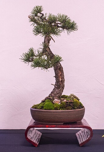 IMGP2959