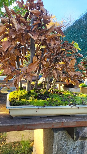 20251119_090701_resized