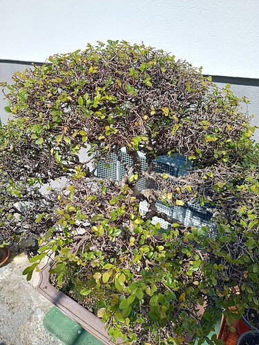 IMG_20251011_135952982_HDR