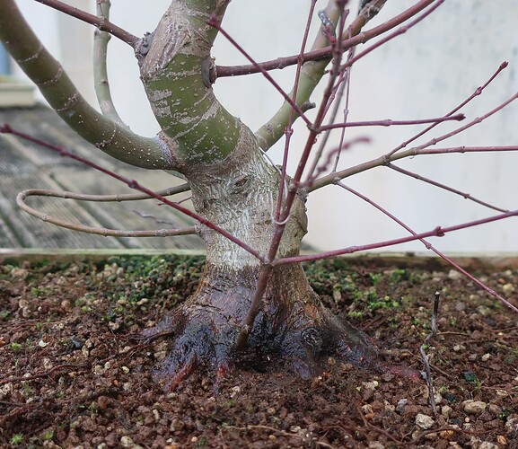 acer palmatum beni chidori 2025 02 21 (3)