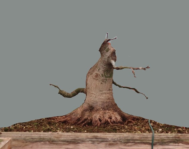 acer palmatum beni tsukasa 2024 11 07 (1virt)