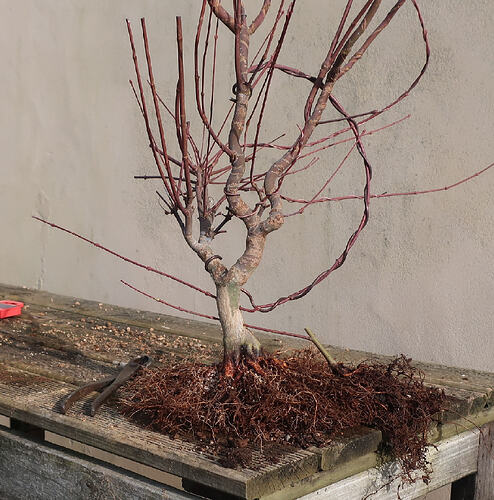 acer palmatum deshojo 2021 03 02 (9)