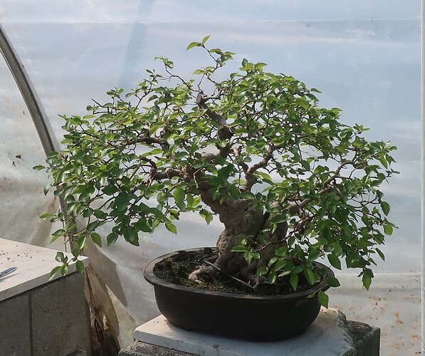 carpinus coreana 2025 04 29 (3)