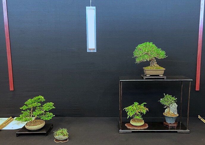 5 - Arbre  - Compo shohin - Philippe Levardon