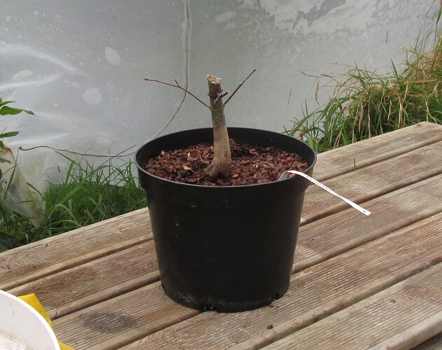 acer palmatum deshojo 2018 10 30 001