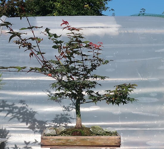 acer palmatum deshojo 2022 08 30 (1)