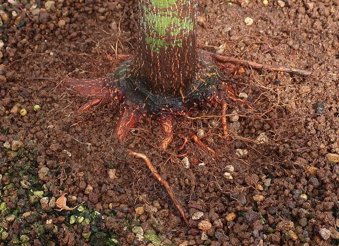 acer palmatum senkaki 2025 07 07 (5)