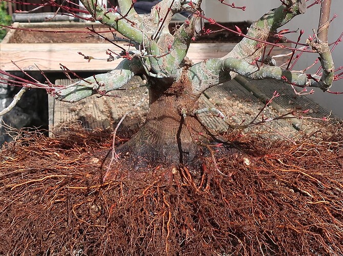 acer palmatum beni tsukasa 2023 03 16 (4)