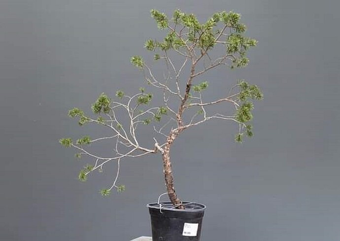 pin sylvestre Komsta pro-1