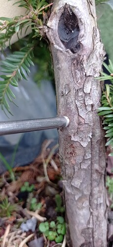 IMG_20250206_093753