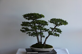 IMG_0991c
