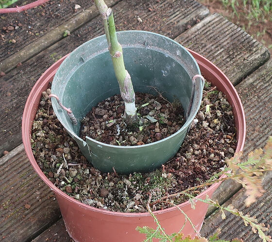 acer palmatum seigen 2026 03 11 (4)