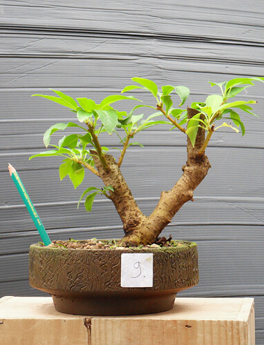 FORSYTHIA_N9