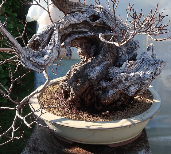 2025 03 13 Cotinus coggygria (6)
