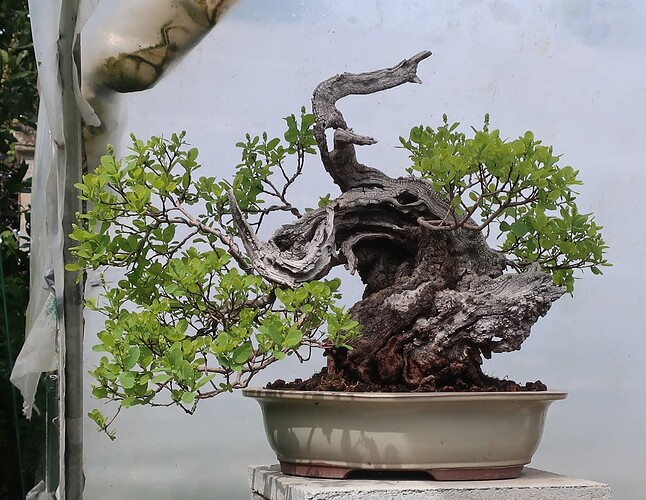 2025 04 22 Cotinus coggygria (1)