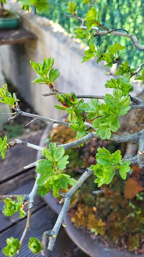 20250405_171137_resized