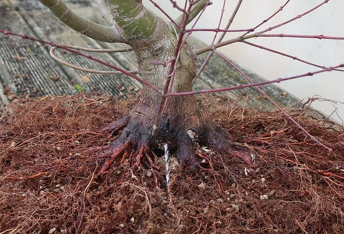 acer palmatum beni chidori 2025 02 21 (8)