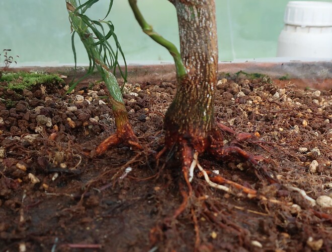 acer palmatum koto no ito 2021 08 11 (6)