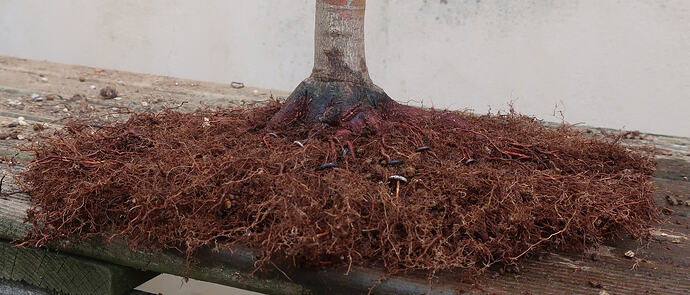 acer palmatum senkaki 2026 03 10 (8)